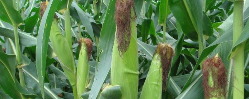 金谷1881玉米品种的特性，注意防治地下害虫