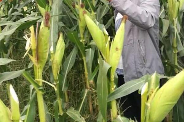 云糯10号玉米种子简介，糯玉米品种