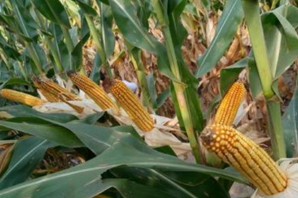 金豪玉722（区试名称：ZHB6485）玉米品种的特性，生育期127.9天