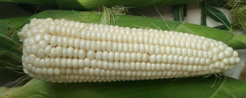 润丰101玉米品种简介，每亩适宜密度5000株