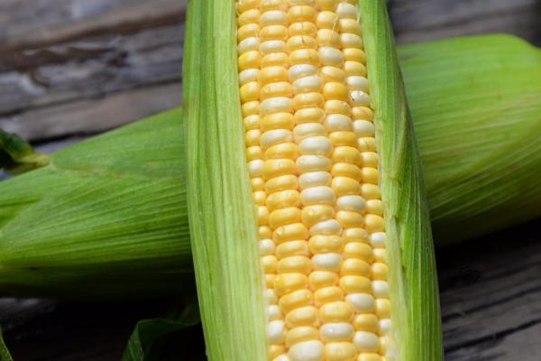 KA118玉米种子特征特性，高抗茎腐病