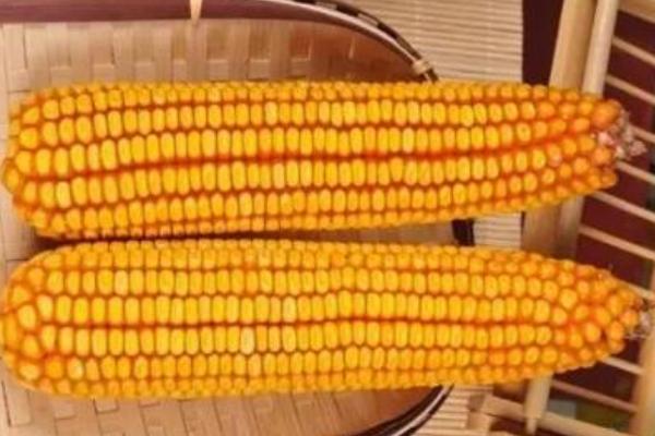 润丰101玉米品种简介,每亩适宜密度5000株
