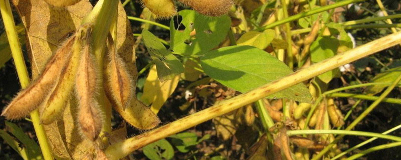 永福豆1号大豆种子特征特性，湖南春播全生育期112.9天