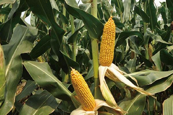 金豪玉722（区试名称：ZHB6485）玉米品种的特性，生育期127.9天