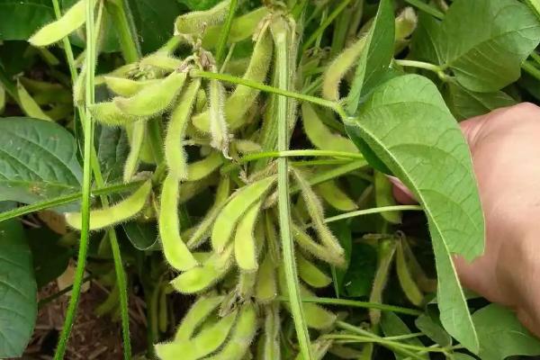永福豆1号大豆种子特征特性,湖南春播全生育期112.9天
