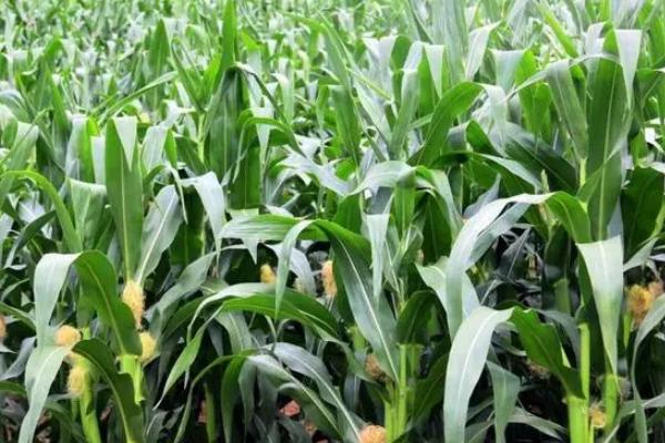 KA118玉米种子特征特性，高抗茎腐病