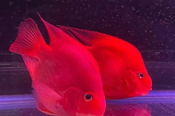为什么红财神鱼变白了,可能是没有投喂增色饲料