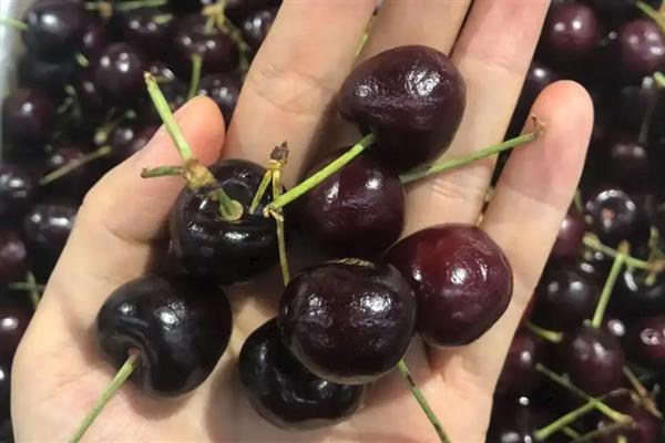 车厘子的保存方法，可以冷藏或冷冻