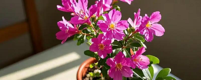 朝鲜的国花是什么，是金达莱