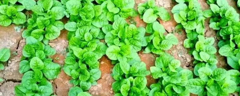 木耳菜是哪种菜，属于菊科菊三七属草本植物