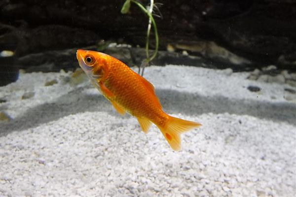 群游性最强的观赏鱼有哪些,有孔雀鱼、斑马鱼等