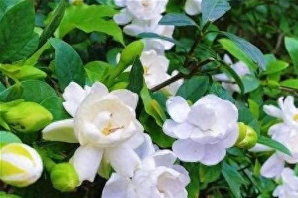 栀子花是否耐阴,耐半阴不耐强光直射
