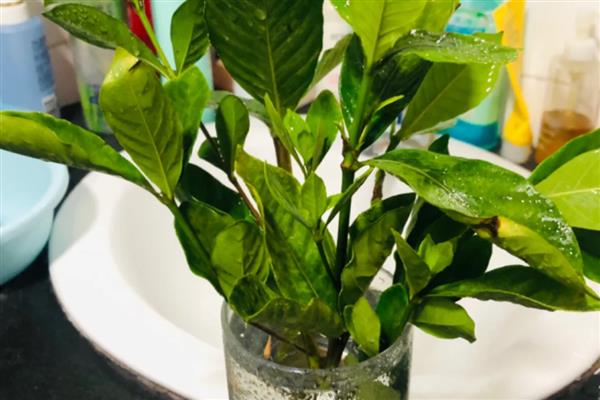 栀子花是否耐阴,耐半阴不耐强光直射