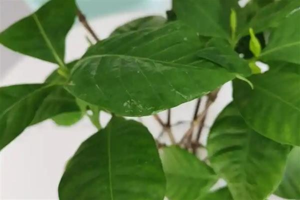 栀子花是否耐阴,耐半阴不耐强光直射