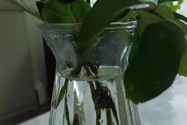 栀子花是否耐阴,耐半阴不耐强光直射