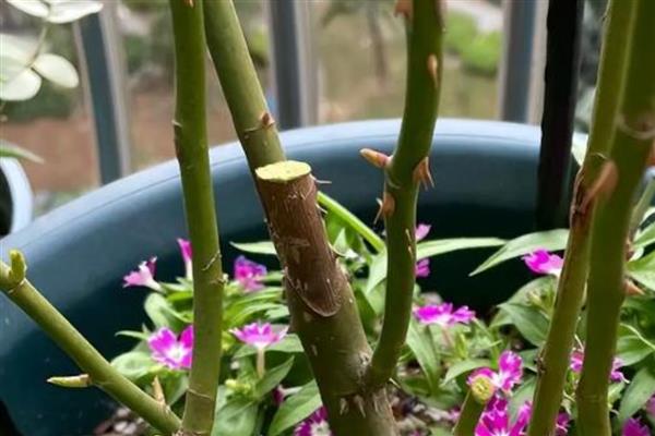 芍药怎么剪春季枝,在较为凉爽的时间段进行