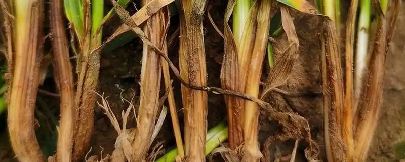 防治小麦根腐病的方法，种植抗病品种并适时播种