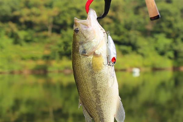 鲈鱼的饵料,真饵可选择河虾、小鱼等种类
