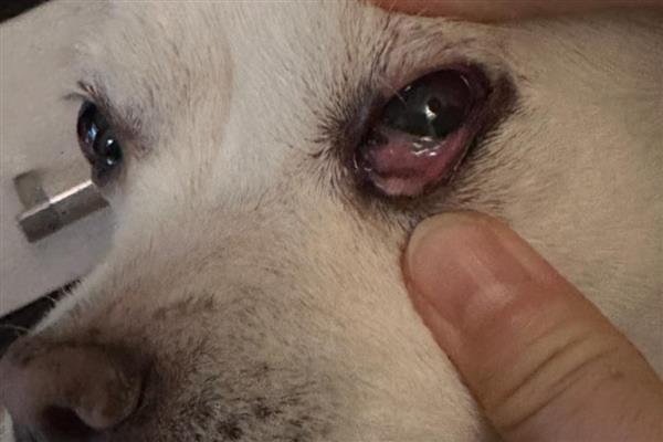 狗狗红眼睛的原因,可能是血液不循环所致
