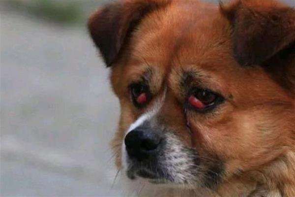 狗狗红眼睛的原因,可能是血液不循环所致
