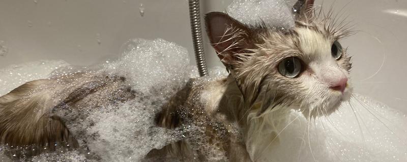 猫洗澡后打喷嚏是不是感冒了，可能是感冒了