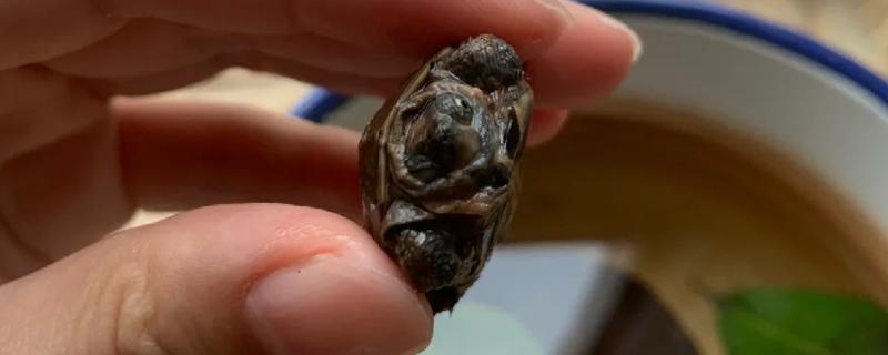 小草龟腐皮的原因，主要是因为细菌感染