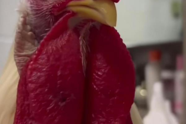鸡下巴那块肉是什么,学名叫做肉裙或肉裾