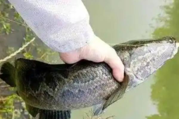 手竿钓黑鱼是钓底还是钓浮好，既不钓浮也不钓底