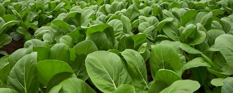 无公害蔬菜如何使用除草剂，除草剂在杂草的萌发期使用效果好