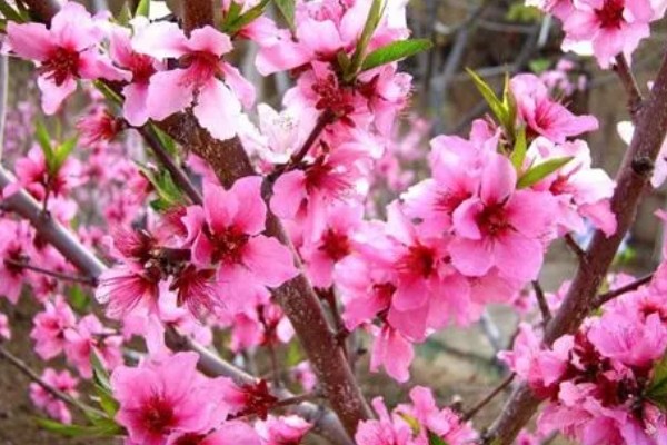 桃花有什么花语，代表收获爱情、美好祝福、珍惜美好