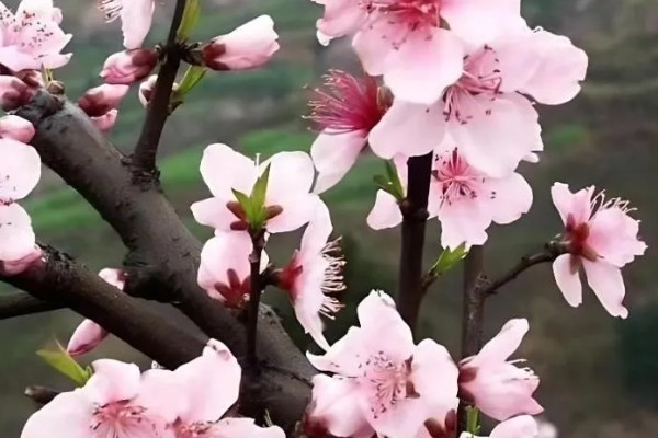 桃花有什么花语，代表收获爱情、美好祝福、珍惜美好