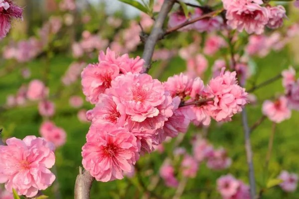 桃花有什么花语，代表收获爱情、美好祝福、珍惜美好
