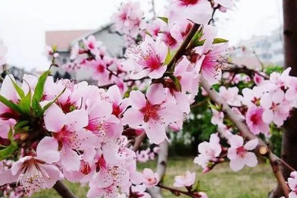 桃花有什么花语，代表收获爱情、美好祝福、珍惜美好
