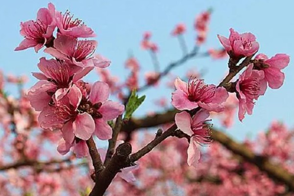 桃花有什么花语，代表收获爱情、美好祝福、珍惜美好