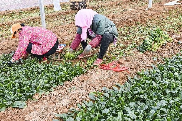 冬季菠菜的收获方法，一般在11月中下旬收获