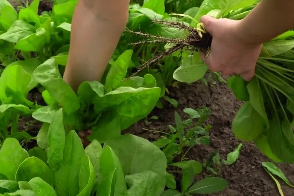 冬季菠菜的收获方法，一般在11月中下旬收获
