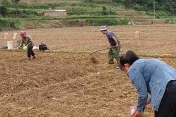 冬季菠菜的收获方法，一般在11月中下旬收获