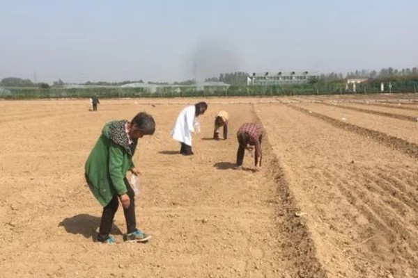冬季菠菜的收获方法，一般在11月中下旬收获