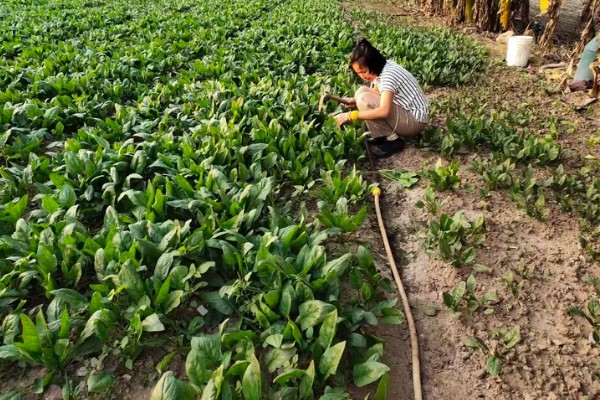 冬季菠菜的收获方法，一般在11月中下旬收获