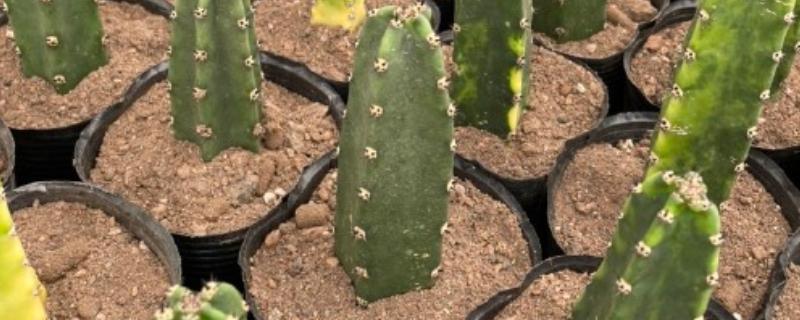 量天尺怎么养殖，春秋季节每隔10-15天浇一次水