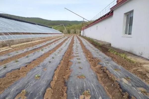 草莓的过冬方法,覆盖秸秆和薄膜可以保温