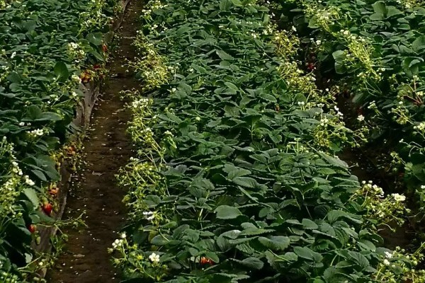 草莓的过冬方法,覆盖秸秆和薄膜可以保温