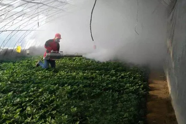 草莓的过冬方法,覆盖秸秆和薄膜可以保温