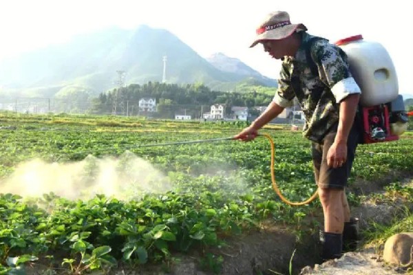 草莓的过冬方法,覆盖秸秆和薄膜可以保温