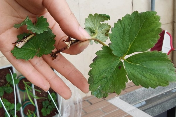 草莓的过冬方法,覆盖秸秆和薄膜可以保温