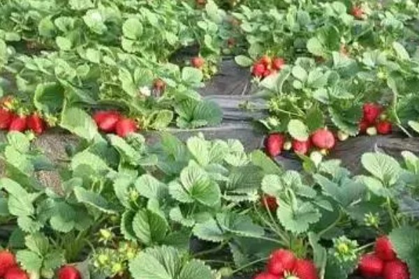 草莓的过冬方法,覆盖秸秆和薄膜可以保温