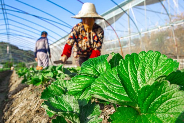 草莓的过冬方法,覆盖秸秆和薄膜可以保温