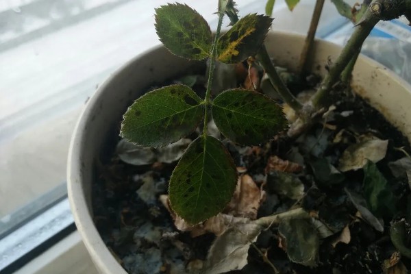 月季水浇多了有哪些症状,会导致枝叶发黄干枯现象