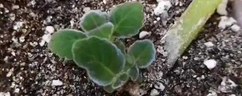 芙蓉花如何扦插，挑选当年生长健康粗壮的枝条