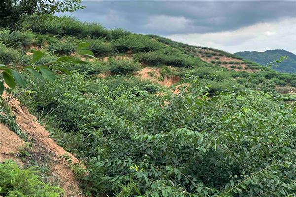 李子的成熟时间，一般是6-9月份左右